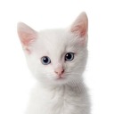 ghost-of-cerberus avatar