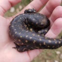 ghost-tangerine avatar