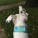 ghost-the-grey avatar