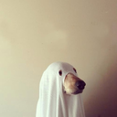 ghostdog24 avatar