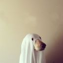 ghostdoggo13 avatar