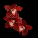 ghostingexpert avatar