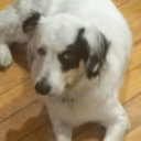 ghostlikesfood avatar