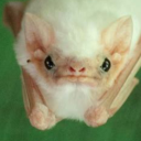 ghostly-pallid avatar