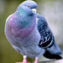 ghostly-pigeon avatar