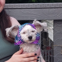 ghostlywastelandqueen avatar