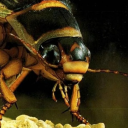 ghostmandibles avatar