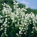 ghostofnothing avatar