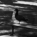 ghostsaretrans avatar