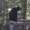 ghostwithafunnyhat avatar