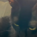 ghoulieboolie avatar