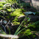 ghoulsandgraves avatar