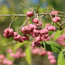 gianni-pacciani avatar