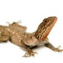 giant-lizards-blog avatar
