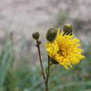 giant-paramecium avatar