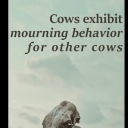 giant-squiiid avatar