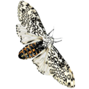 giantleopardmoth avatar