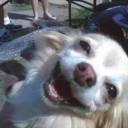 giantmushrooms avatar