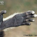 gibbonhand avatar