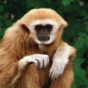 gibbontificate avatar