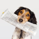 gifhound-blog avatar