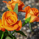 giftyisgifted avatar