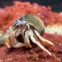 gigi-the-crab avatar