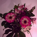 gildedrosegarden avatar