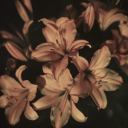 gildedstarlet avatar