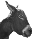 gilesmcwilliam avatar