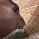 gilinswilkwhore avatar