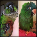 gillythegreencheek avatar