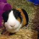 gimilitheguineapig avatar