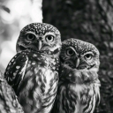 giminitraderr2 avatar