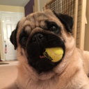 gimlithepug avatar