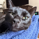 gimme-gimme-shelter avatar