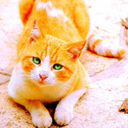 gingercat103 avatar