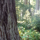 gingerforeversblog avatar