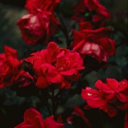 gingerheit-blog avatar