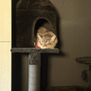 gingermilkshakes avatar