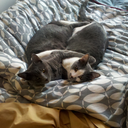 gingernerdqueen avatar