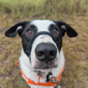 gingerrsnapbitch avatar