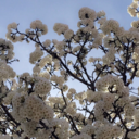 gingersnap007 avatar