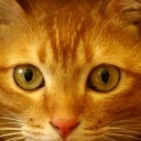 gingiekittycat avatar