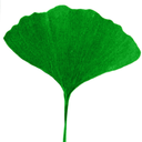 ginkgo-do avatar