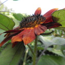 ginnyisarting avatar