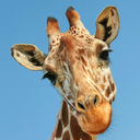 giraffe-stvdies avatar