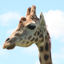 giraffe-that-cries-strangely avatar