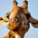 giraffefuzzle avatar