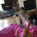 giraffelover999-blog avatar